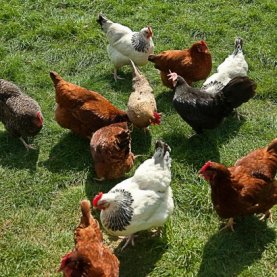 Les poules légales à Saint-Augustin cet été !