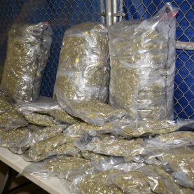 31 kilos de cannabis illégal saisi à Québec