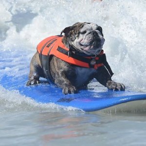 La compétition de surf annuelle pour les chiens